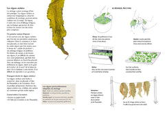 La cuisine des algues - Cueillette et recettes iodées
