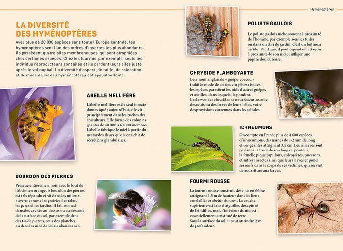 Quel est cet insecte ?