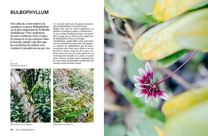 Orchidées - Guide de culture décomplexé