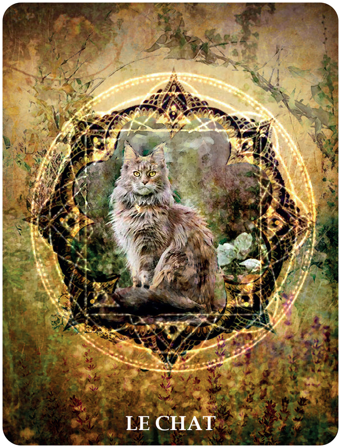 60 cartes de communication animale