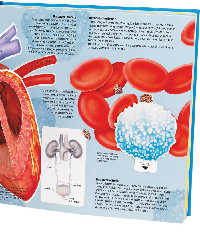 L'univers animé du corps humain