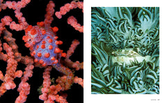 Le tour du monde en 80 plongées (petit format)