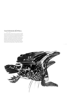 la sixième extinction