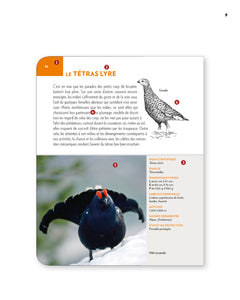 Animaux des montagnes