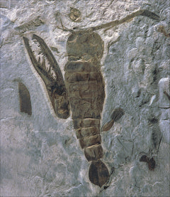 Le grand atlas de l'évolution animale