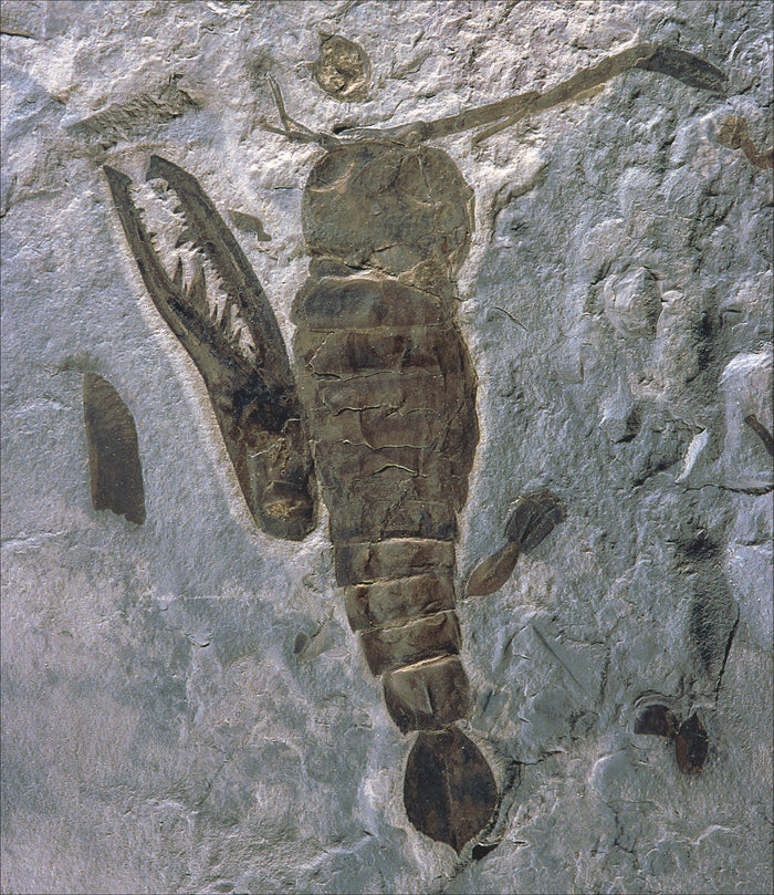 Le grand atlas de l'évolution animale