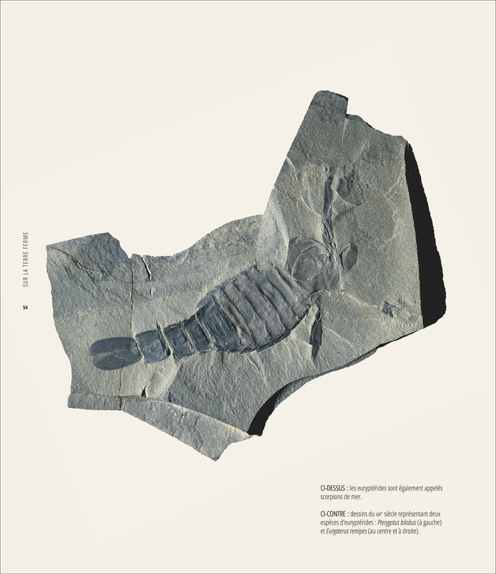 Le grand atlas de l'évolution animale