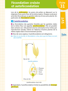 Objectif BAC Fiches Tout-en-un Tle Spécialités Physique-chimie et SVT + Philo + Grand oral