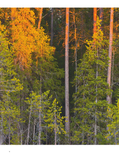 Forêts sauvages