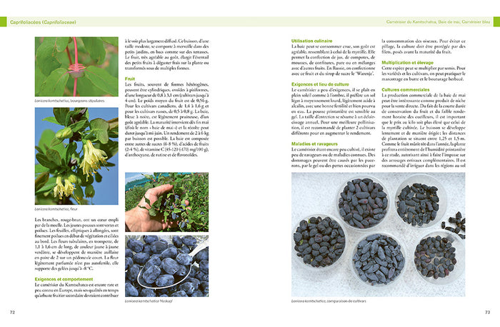 Encyclopédie des fruitiers sauvages ou méconnus - Pour le jardin & la haie fruitière