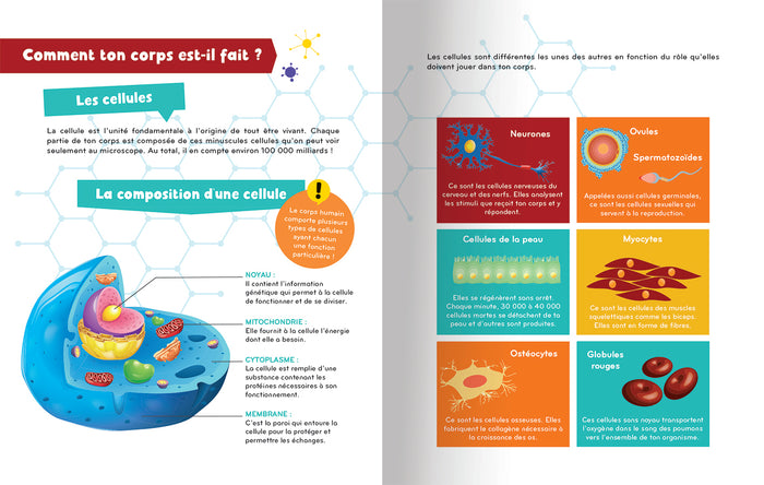 À la découverte du corps humain