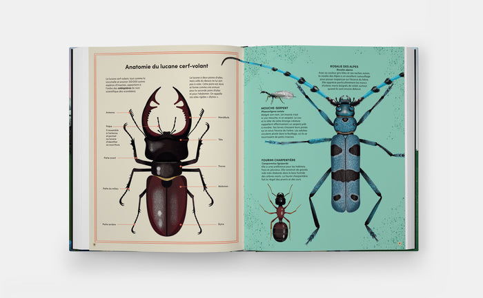 Quand un arbre tombe