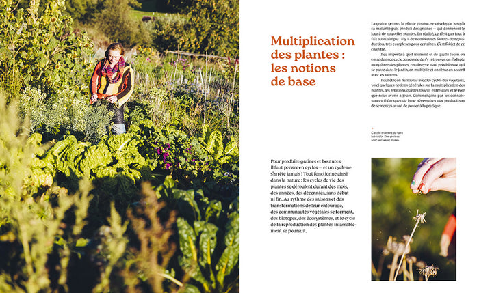 De la plante à la graine