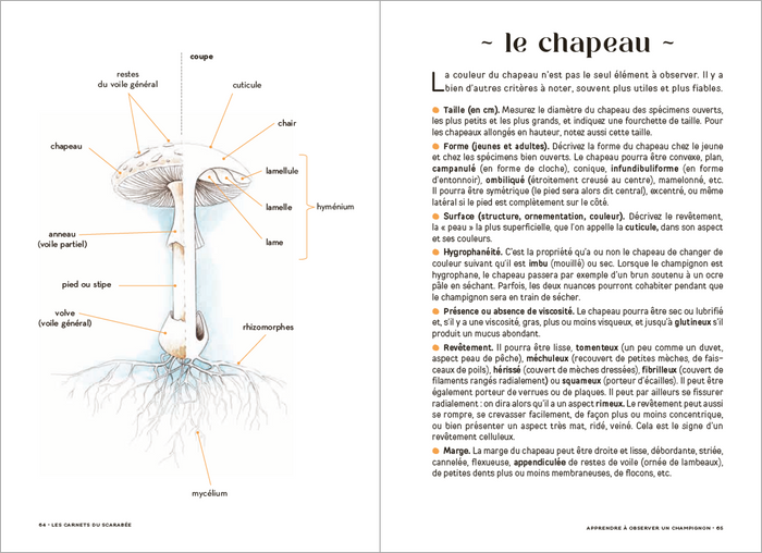 Les Carnets du Scarabée - Champignons