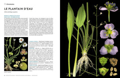 Encyclopédie des plantes libres - Toutes les familles de plantes à fleurs sauvages d'Europe