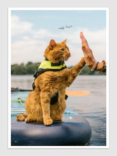 Les chats du monde