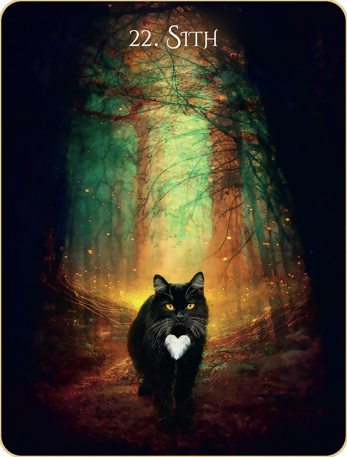 L'oracle initiatique des chats