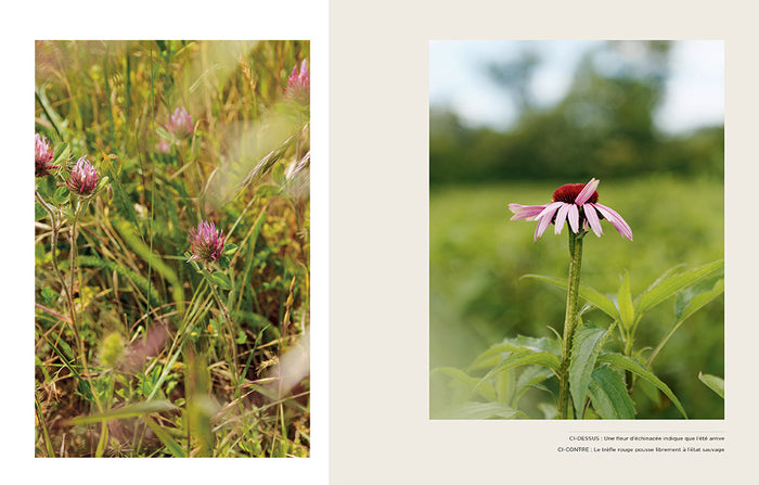 Les bonnes plantes - Une approche moderne de l'herboristerie