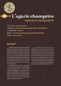 Comment trouver des champignons ?