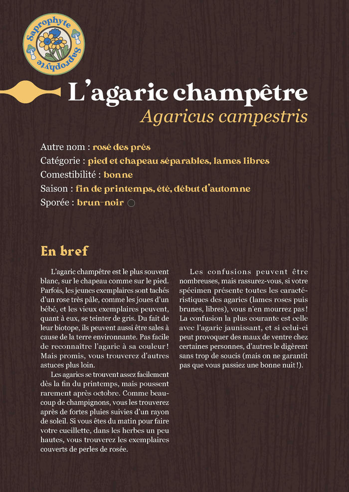 Comment trouver des champignons ?