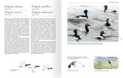 Le comportement des oiseaux d'Europe
