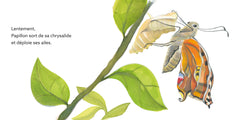 Papillon : une journee dans la vie d'un paon du jour