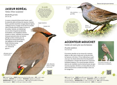 Reconnaître facilement les oiseaux du jardin - Photos grandeur nature