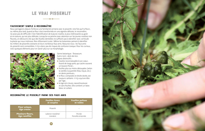 Ortie et pissenlit