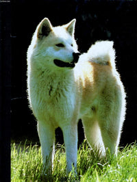 Mon compagnon le chien, vol 1, de affenpinscher a barzoi