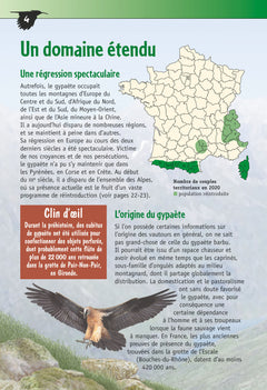 Le gypaète barbu