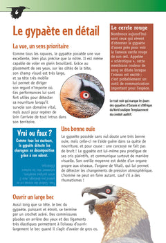 Le gypaète barbu