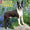 Just Boston Terriers 2021 Calendar