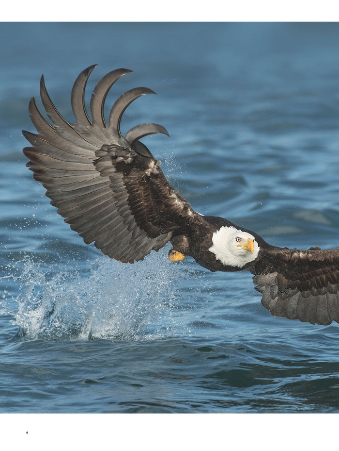 Rapaces, entre ciel et terre