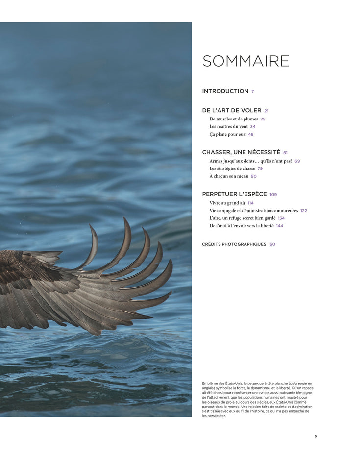 Rapaces, entre ciel et terre