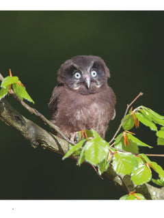 Chouettes et hiboux
