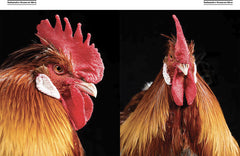 Poules de luxe