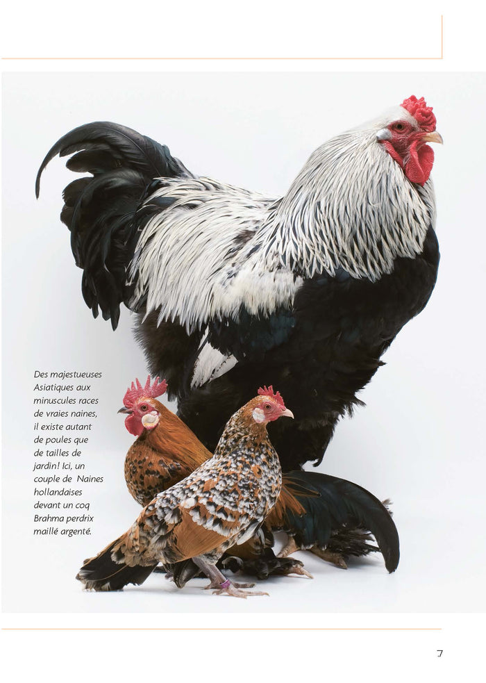 Des poules dans mon jardin