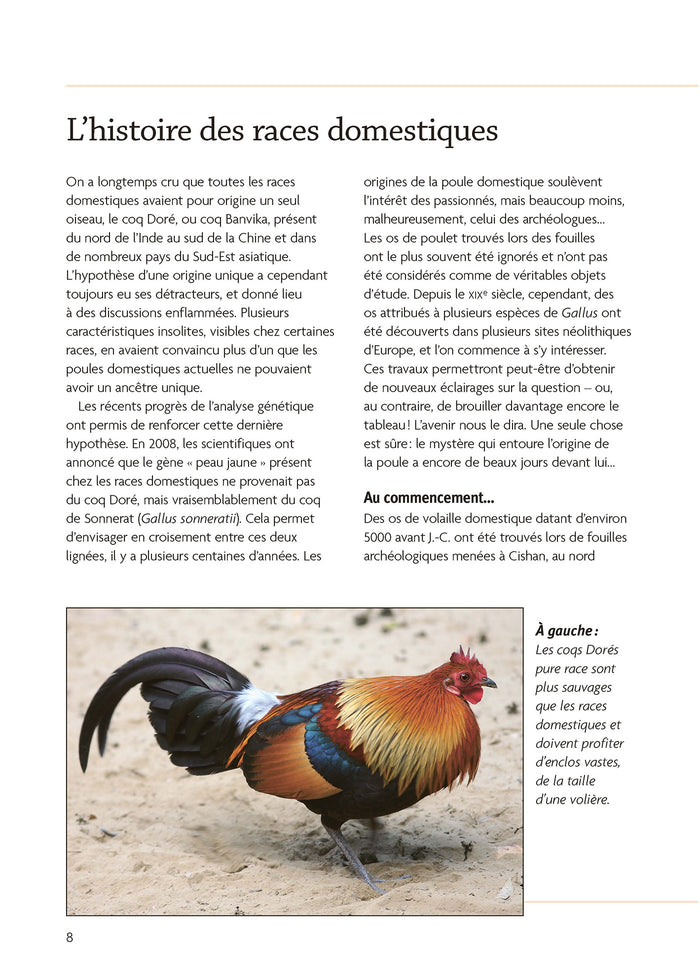 Des poules dans mon jardin