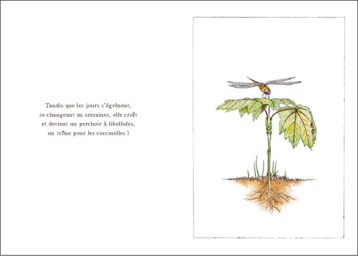 Au début il y a une graine