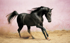 The Arabian Horse