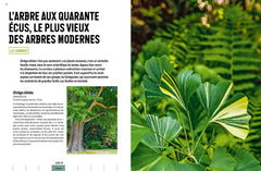 Jurassic Plantes - Ginkgos, magnolias, prêles... l'esprit jungle dans votre jardin