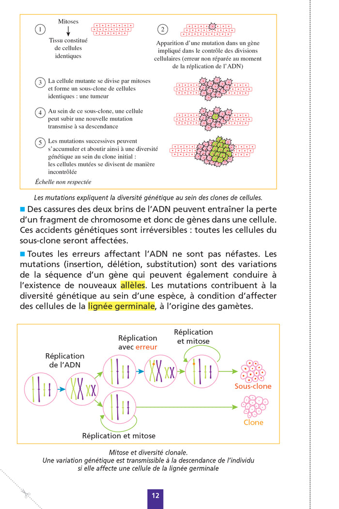 Objectif BAC Fiches détachables Spécialité SVT tle