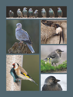 Le grand atlas des oiseaux