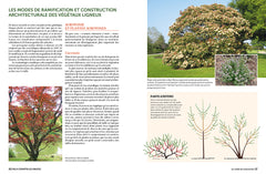 La taille raisonnée des arbustes