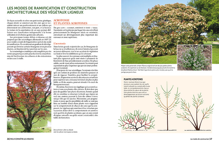 La taille raisonnée des arbustes