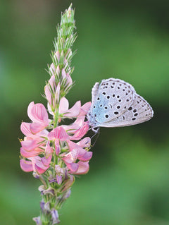 Merveilleux papillons