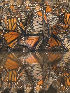 Merveilleux papillons