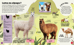 Qui est qui ? Plus de 50 animaux à ne plus confondre !