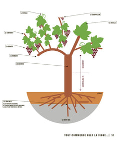 Le vin en un coup d'oeil, 3e édition