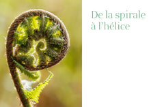 La géometrie dans le monde végétal